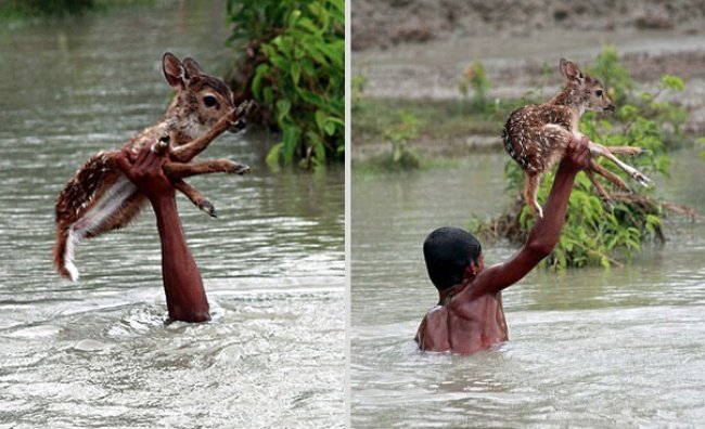 Мальчик Билал из Бангладеш спас тонущего олененка