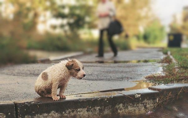Еще в 90-е годы прошлого столетия в нашей стране появилась серьезная проблема - чрезмерно большое количество бездомных кошек и собак на улицах города и деревень
