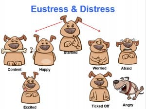 Виды стресса: эустресс и дистресс