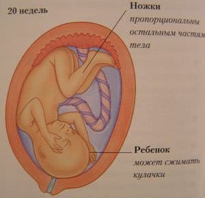 Средний срок проведения абортов – 20 недель беременности